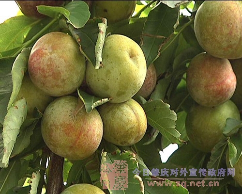 李子.jpg